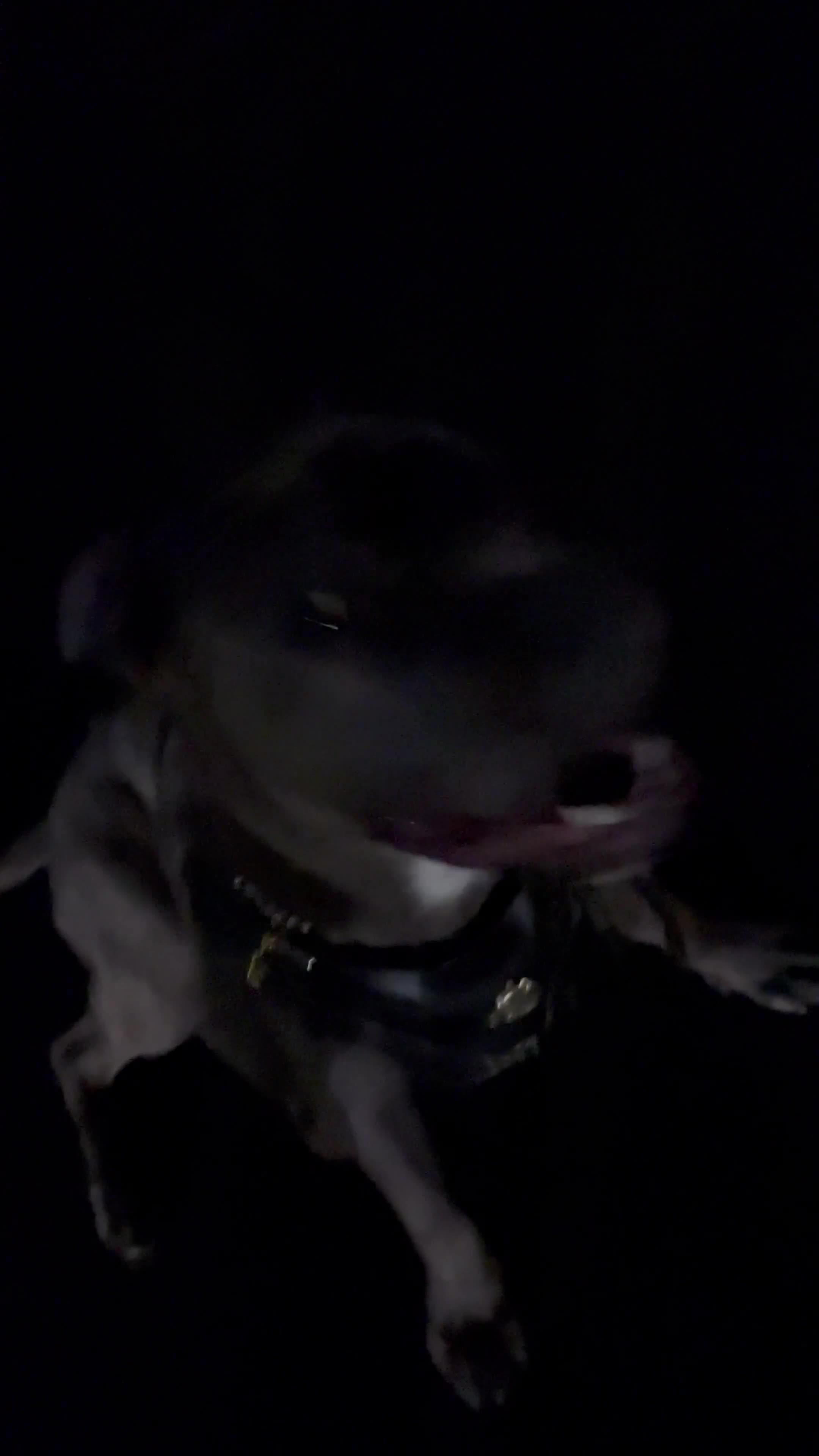 Cane Corso dogs for sale: Kenzo  - Video 2