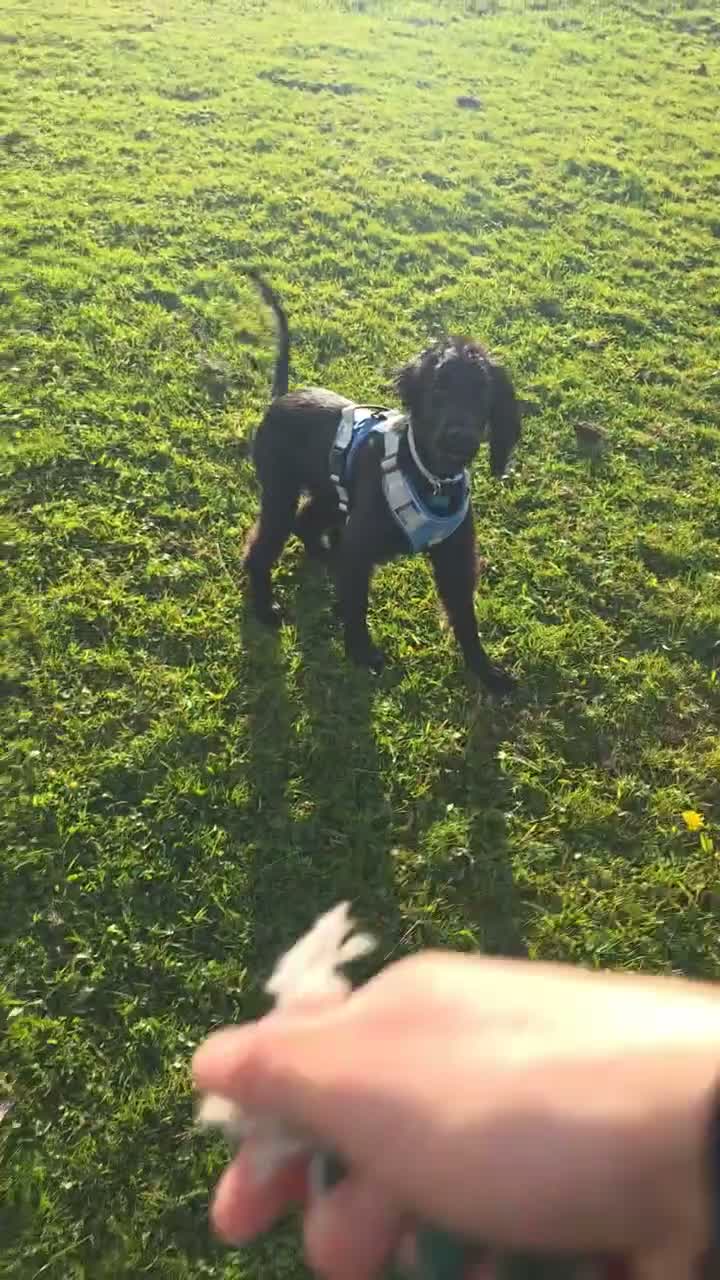 Sprocker dogs for sale: 5 Month Old Sprocker Spaniel Male. in Camborne - Video 1
