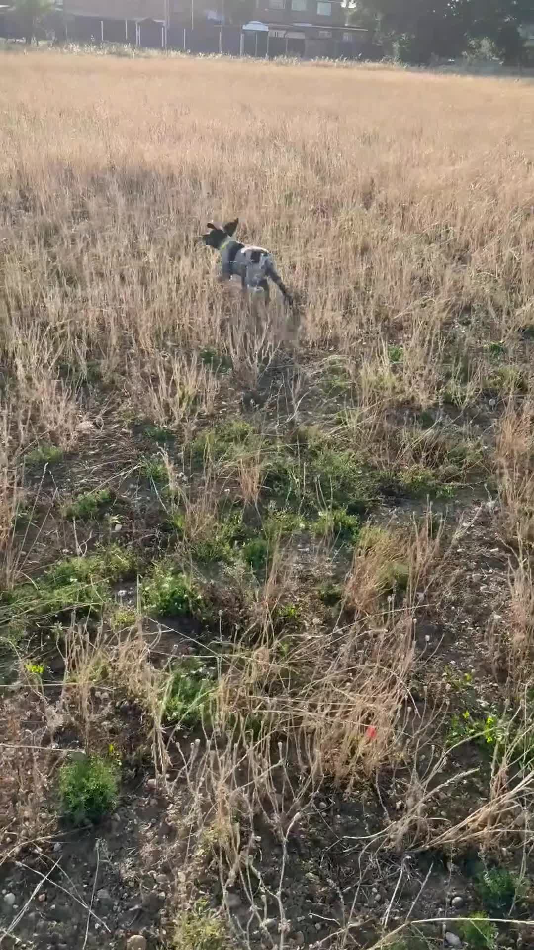 Brittany Spaniel dogs for sale: Brittanys for working homes or active homes - Video 5