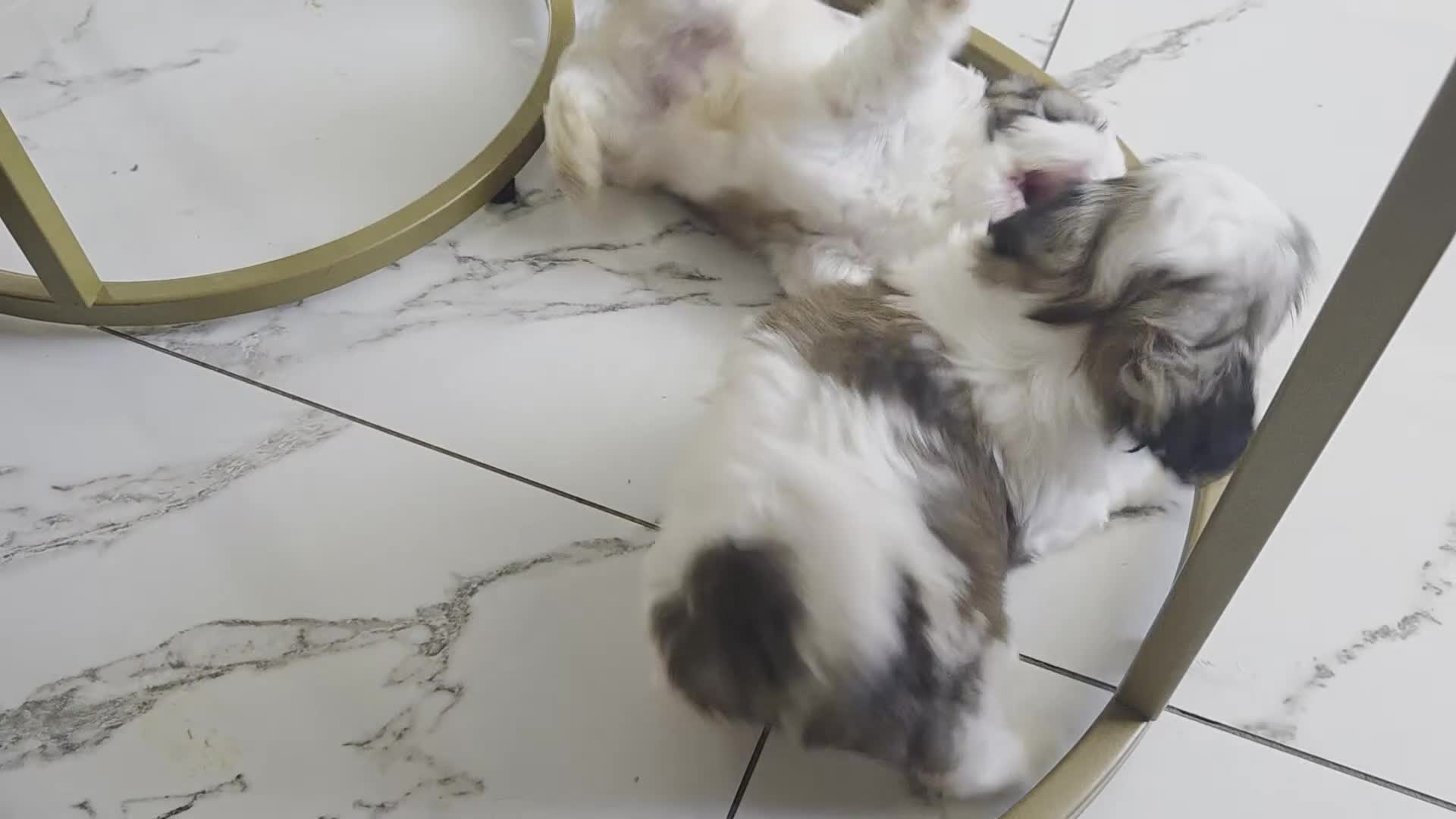 Shih Tzu dogs for sale: Little puppies are looking for lovely home - Video 3