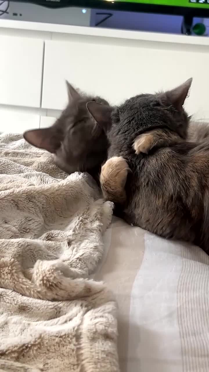 Maine Coon cats for sale: TWO FEMALE CATS - Video 1