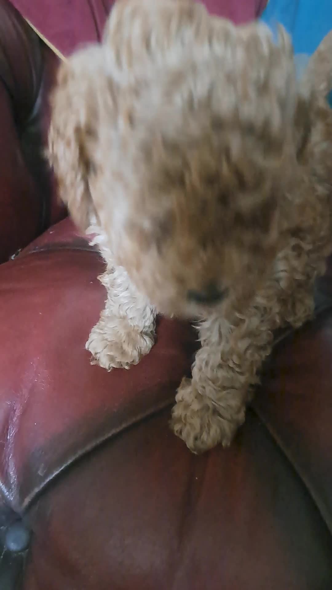 Toy Poodle dogs for sale: beautiful red girl kc reg 1600 - Video 2