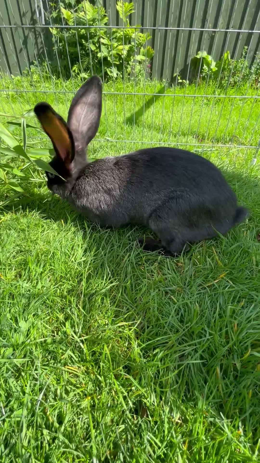Continental Giant rabbits for sale: 💖 11 week old continental giants💖 - Video 1