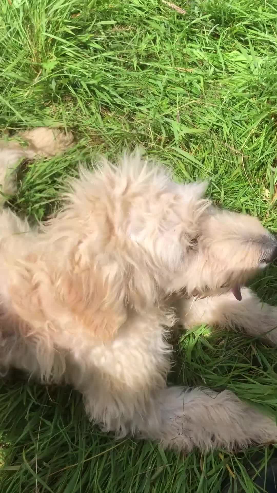 Goldendoodle dogs for sale: REDUCED PRICE - only 1 boy and 1 girl left £750 - Video 2