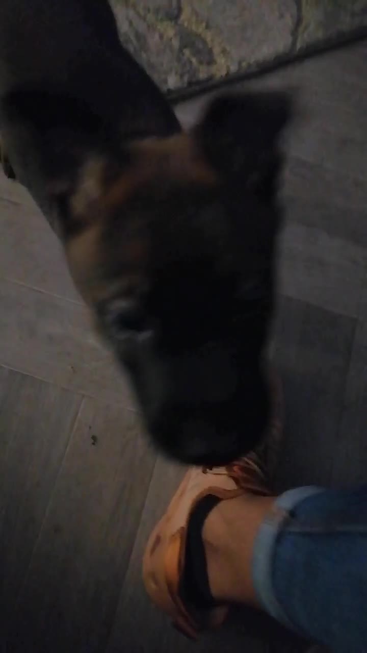 Belgian Shepherd Dog dogs for sale: Female Belgian malinois  - Video 1
