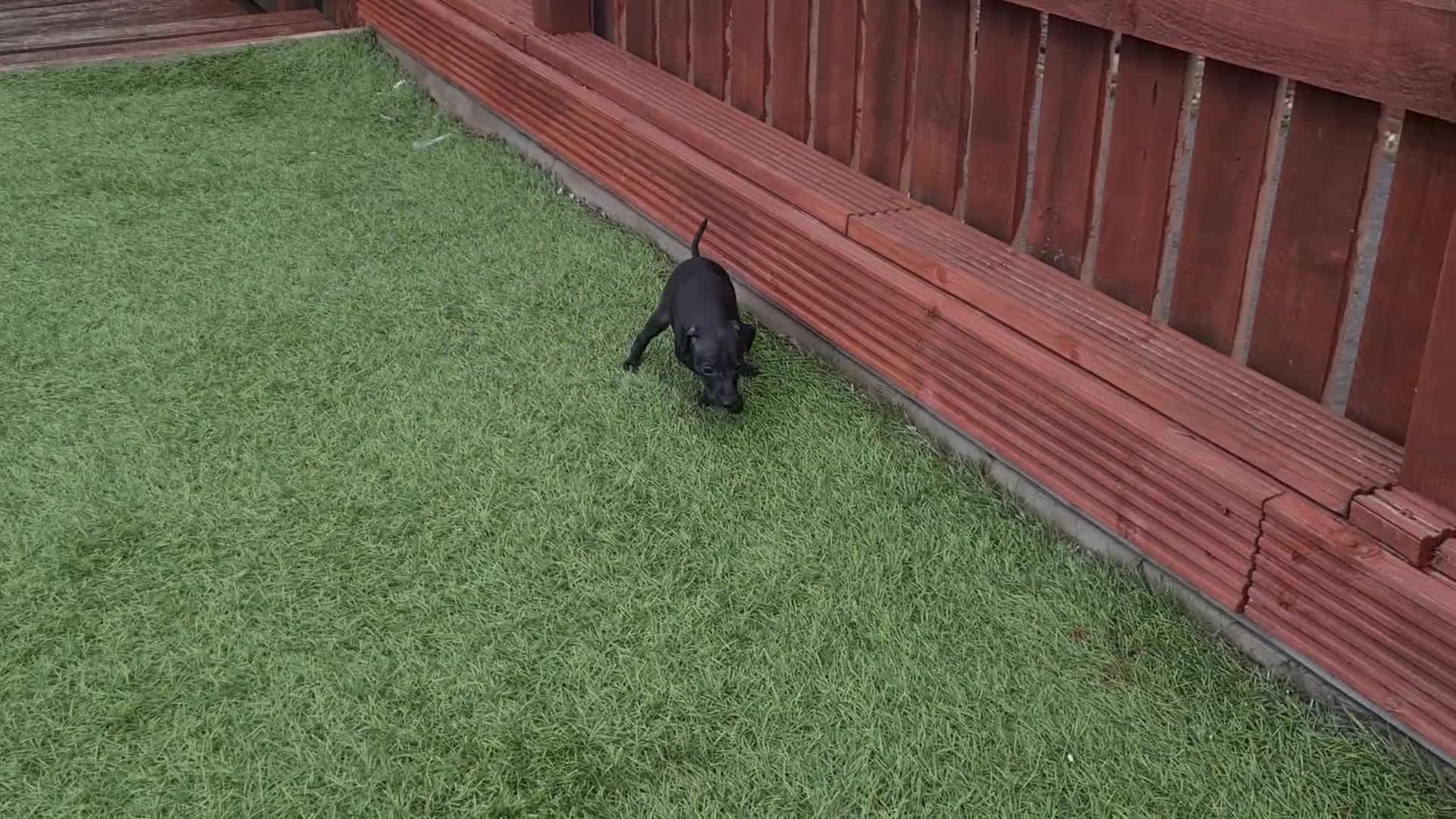 Italian Greyhound dogs for sale: KC registered. Last black boy available  - Video 1