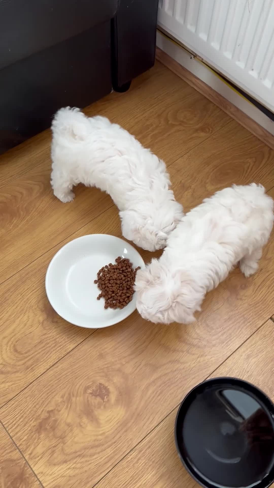 Maltese dogs for sale: Korean Maltese  - Video 2