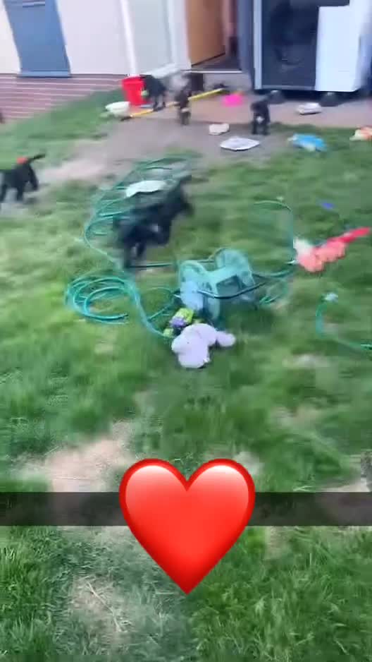 Mixed Breed dogs for sale: Springer Spaniels cross - Video 1