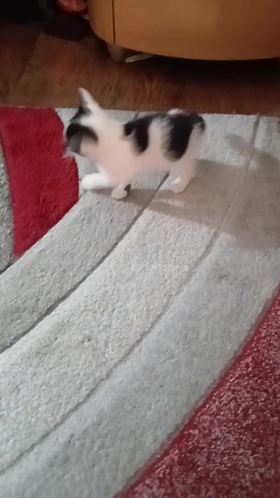 Mixed Breed cats for sale: Lovely fluffly black and white kittens  - Video 1
