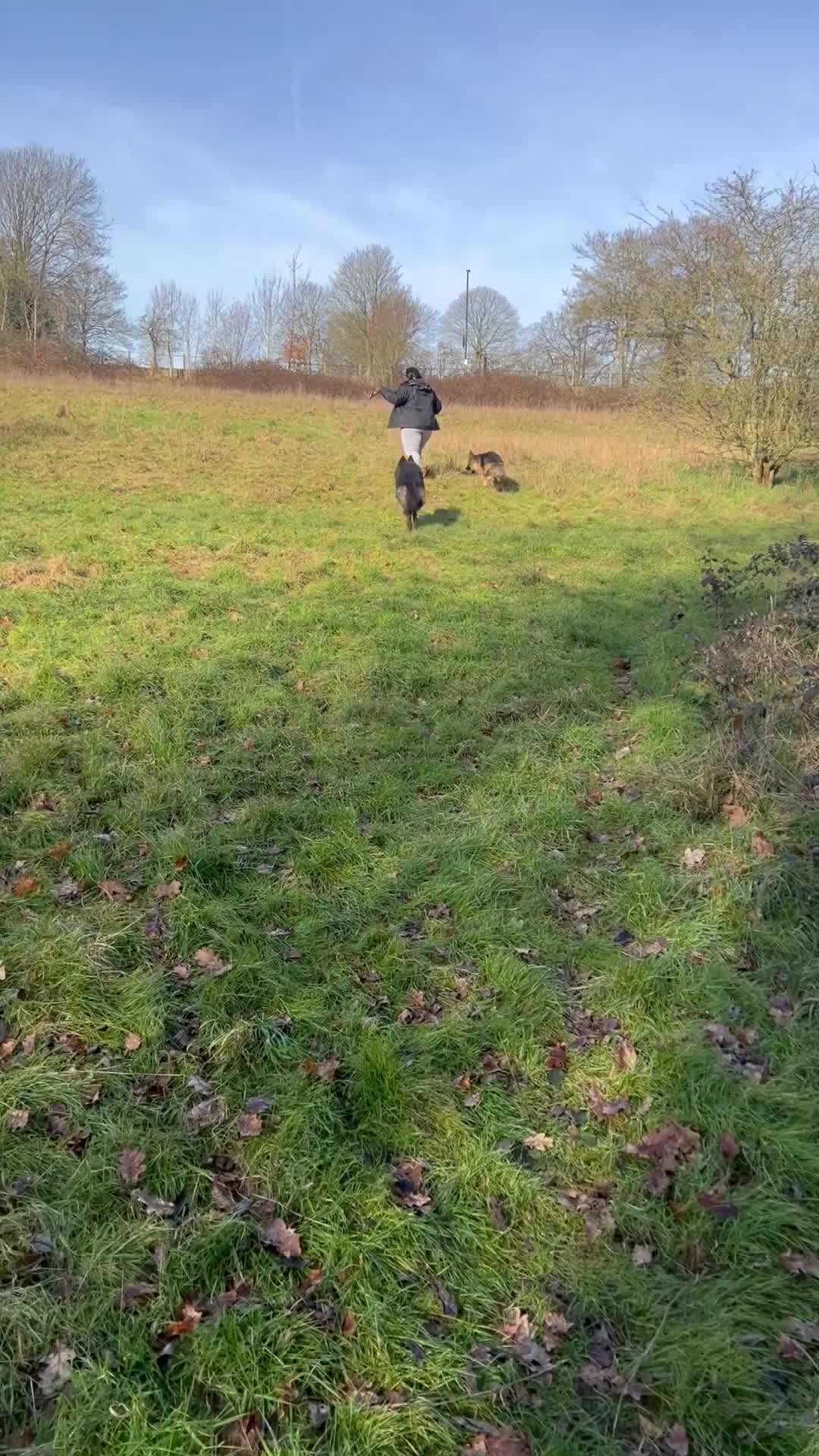 German Shepherd dogs for stud: German Shepherd Boy - Video 2