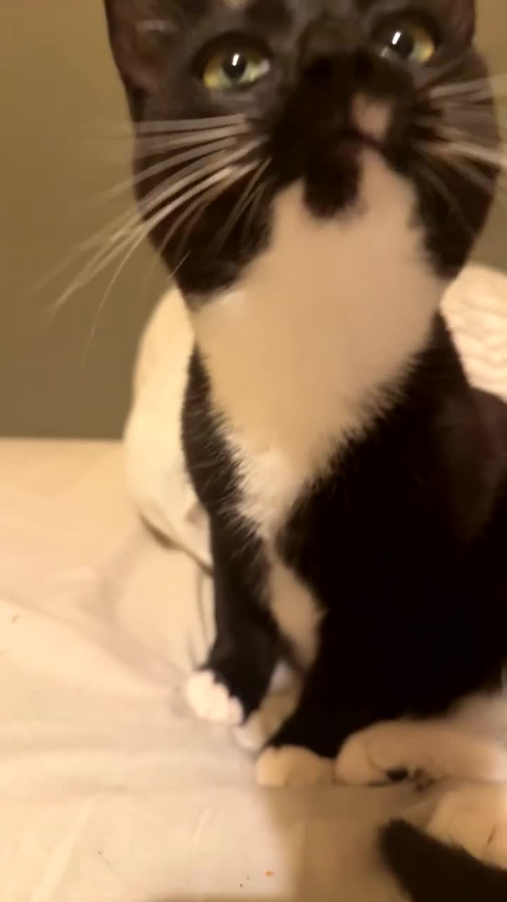 Mixed Breed cats for sale: Arlo and polo - Video 2