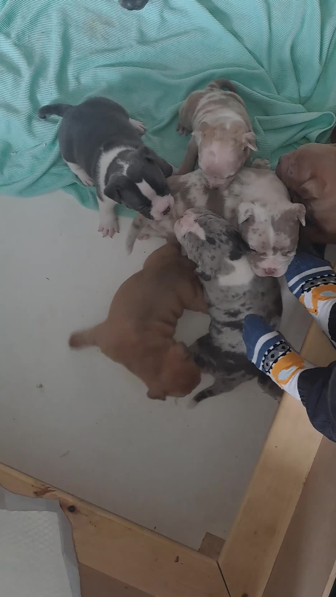 American Bully dogs for sale: Lilac Merle Pocket Bully bitches available  - Video 1
