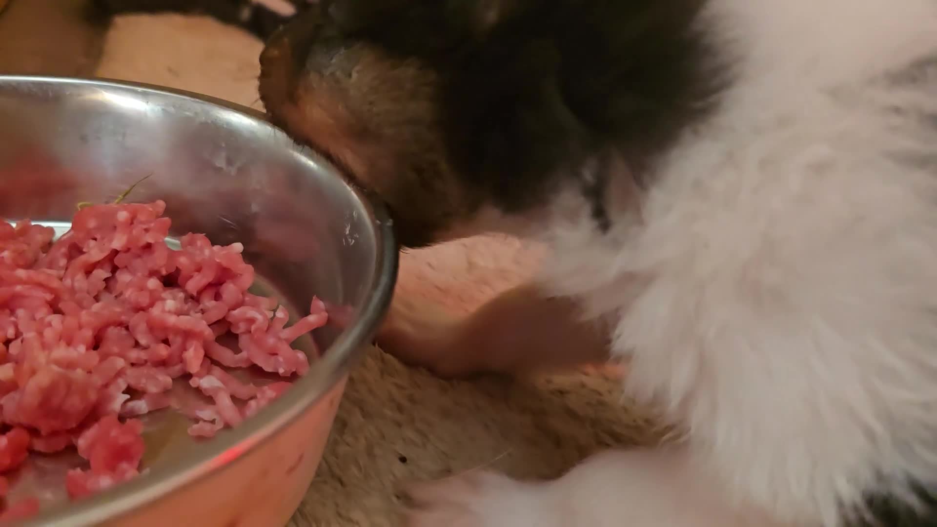 Rough Collie dogs for sale: Full pedigree rough collie puppy  in Ellesmere Port - Video 1