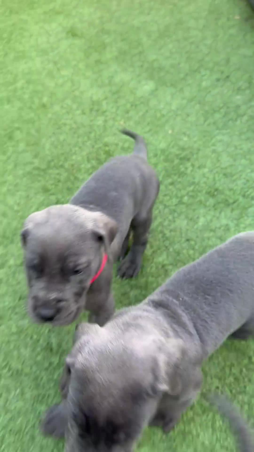Great Dane dogs for sale: Ready to go! Blue Great Danes - 2 Girls Remaining! - Video 3