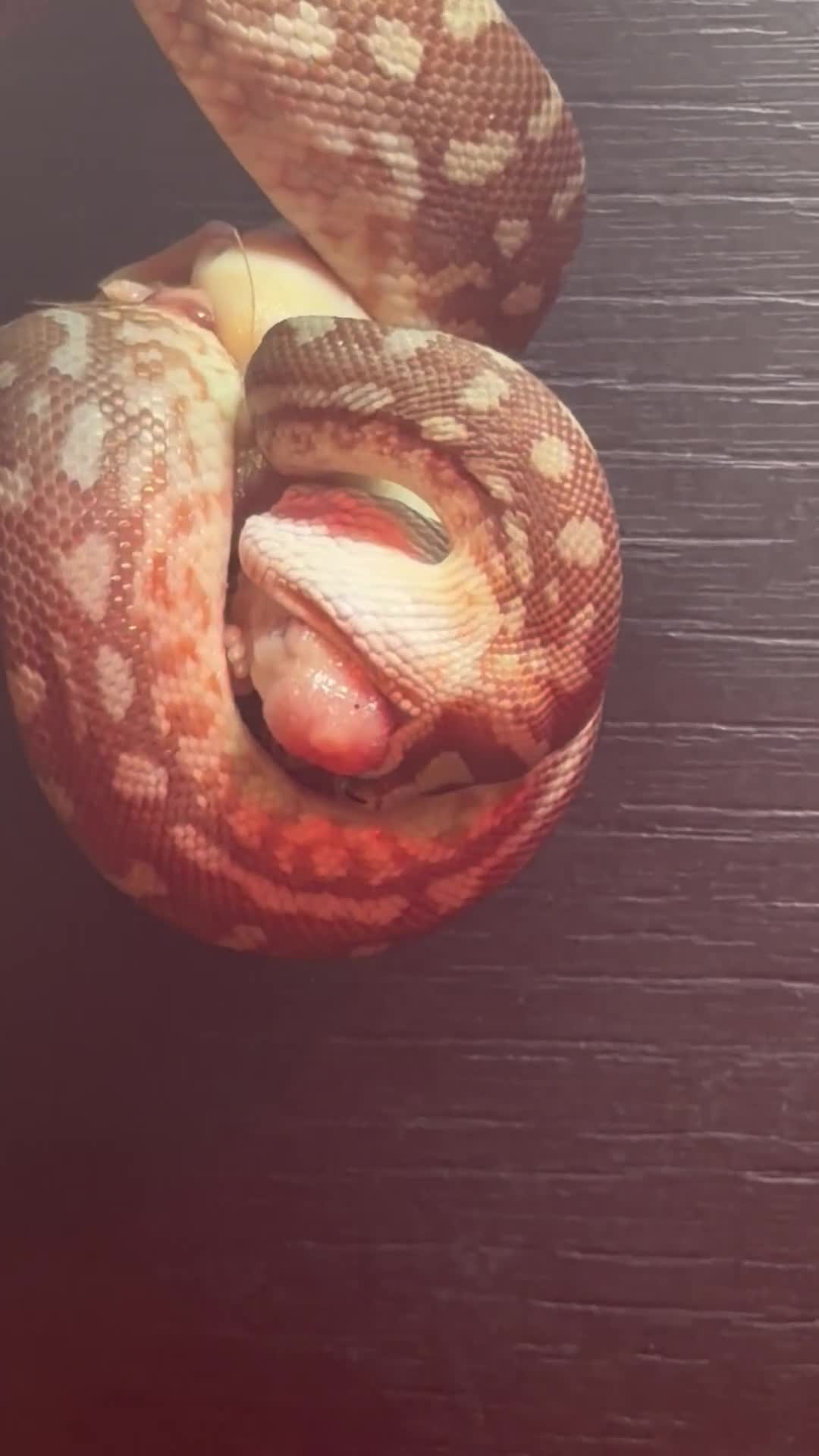 Python Snake reptiles for sale: Bredli python  in Saint Helens - Video 2