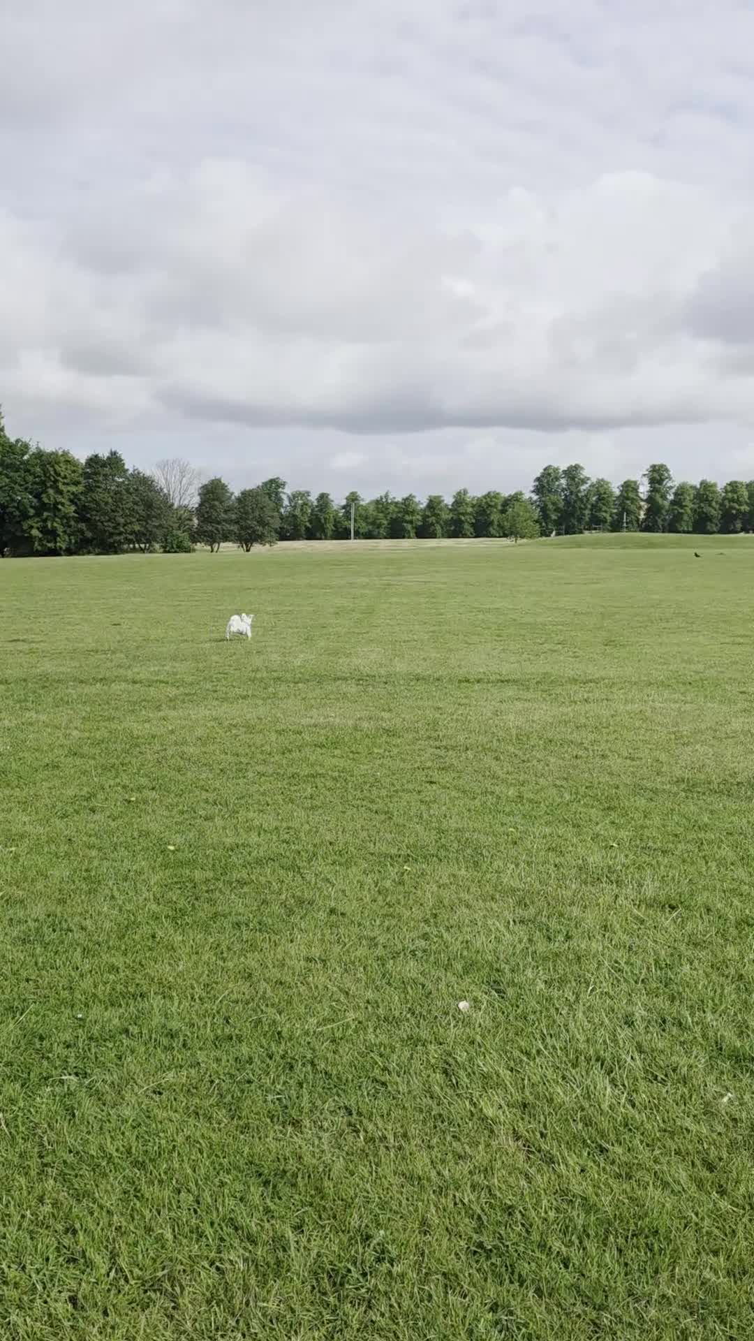Maltese dogs for sale: 🐶 Sweet Maltese Female in Northampton - Video 1