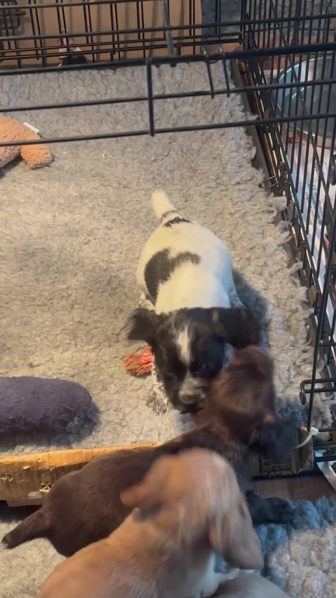 Cocker Spaniel dogs for sale: Working Cocker Spaniel Puppies Roan, Choc & Golden in Chard - Video 1