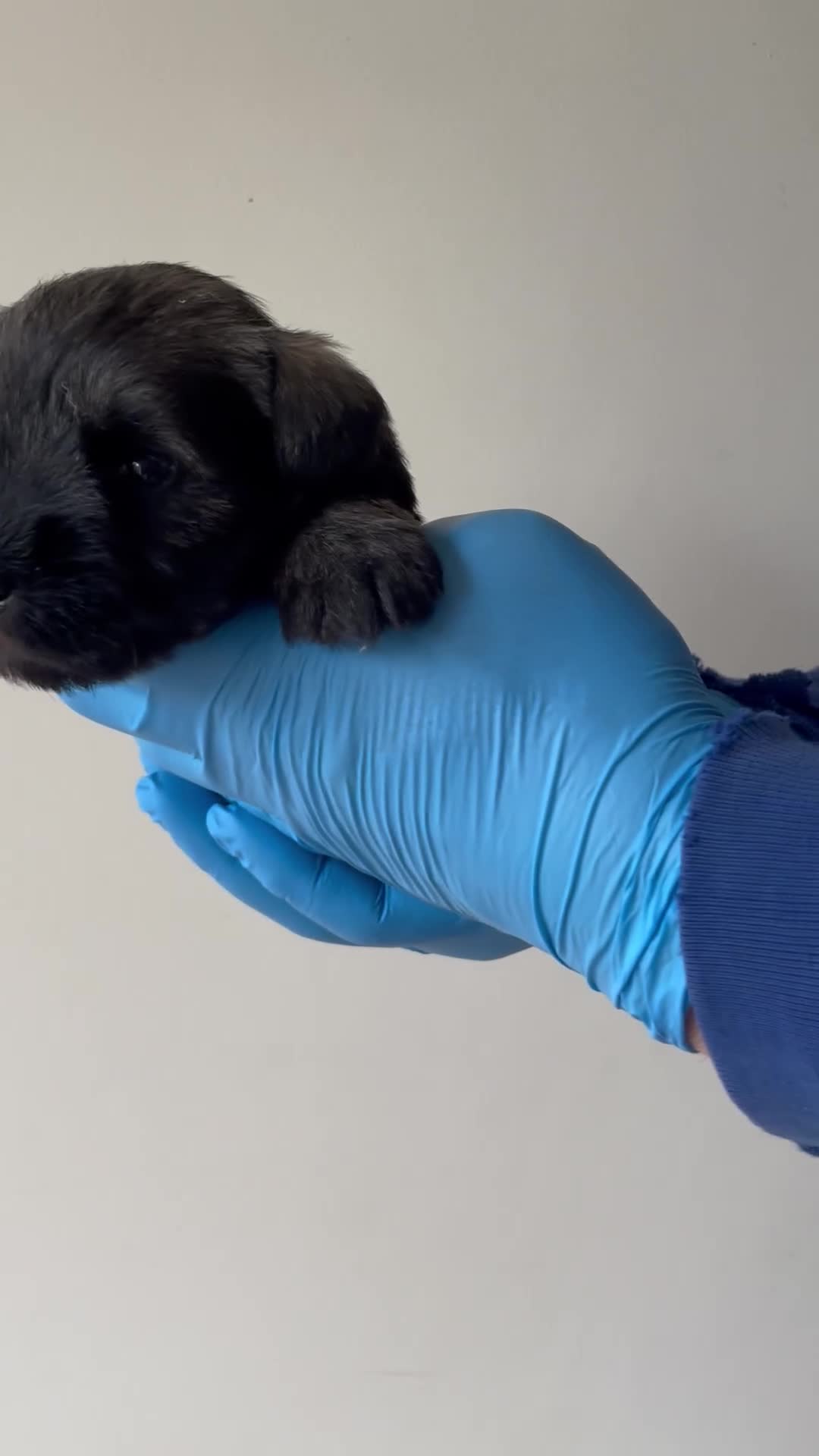 Miniature Schnauzer dogs for sale: KC reg & health tested miniature schnauzer pups  - Video 1