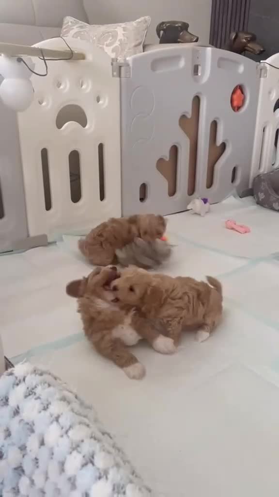Maltipoo dogs for sale: Beautiful Red F1 Maltipoos - Video 1