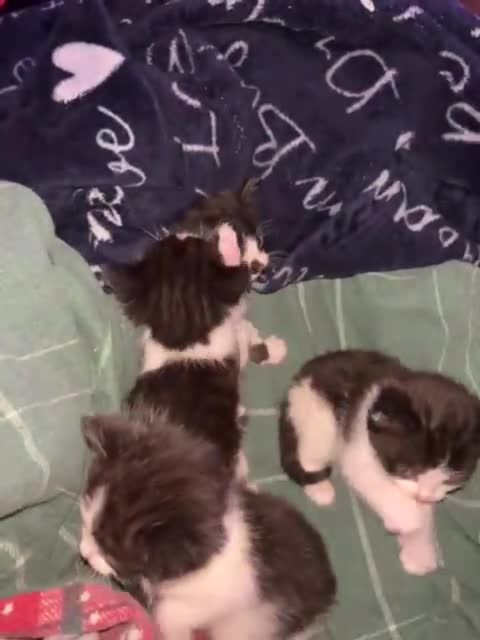 Mixed Breed cats for sale: Beautiful Kittens For Sale - Video 1