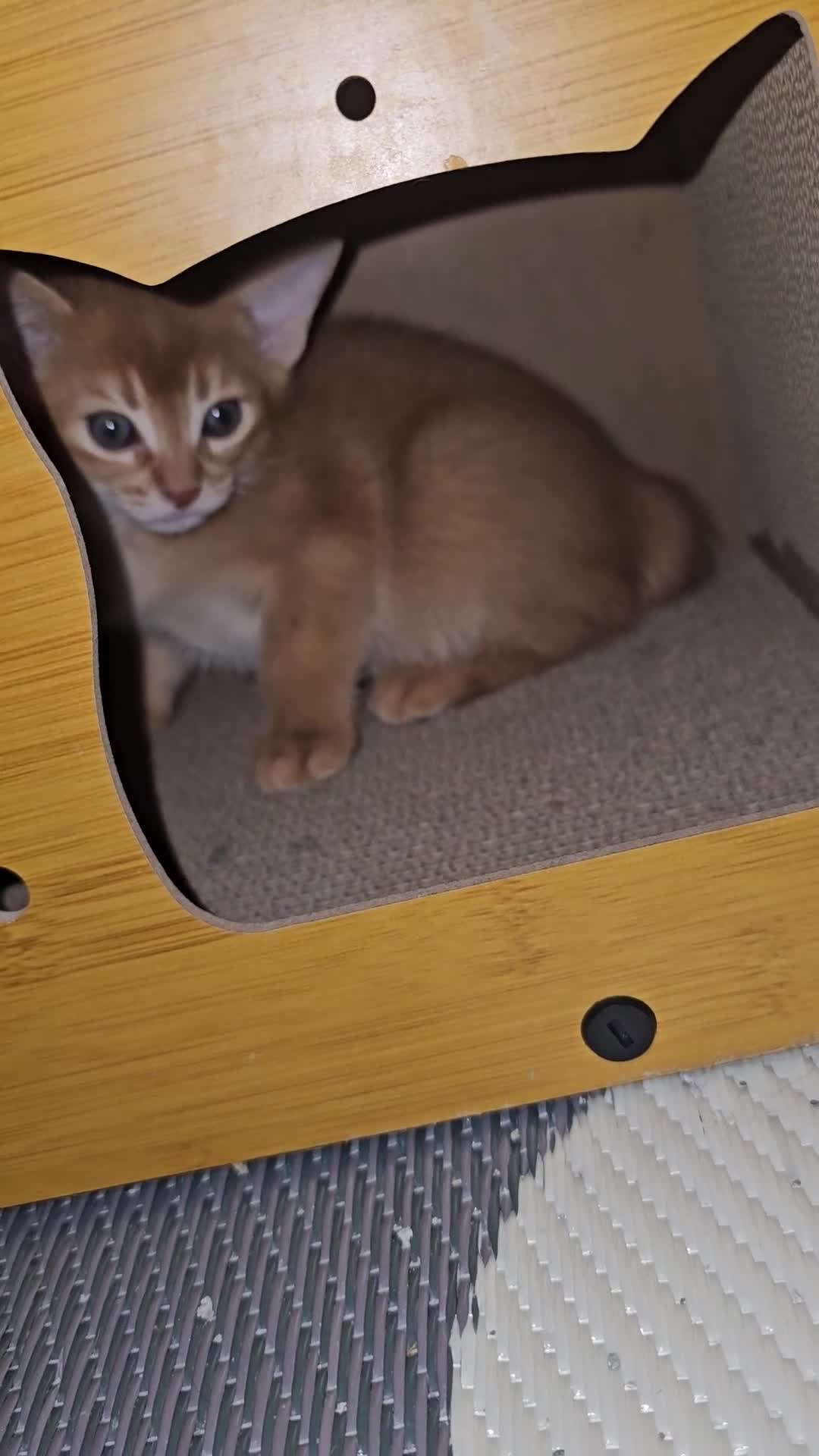 Abyssinian cats for sale: Beautiful Pedegree  Aby kitten  2 left in Dagenham - Video 1