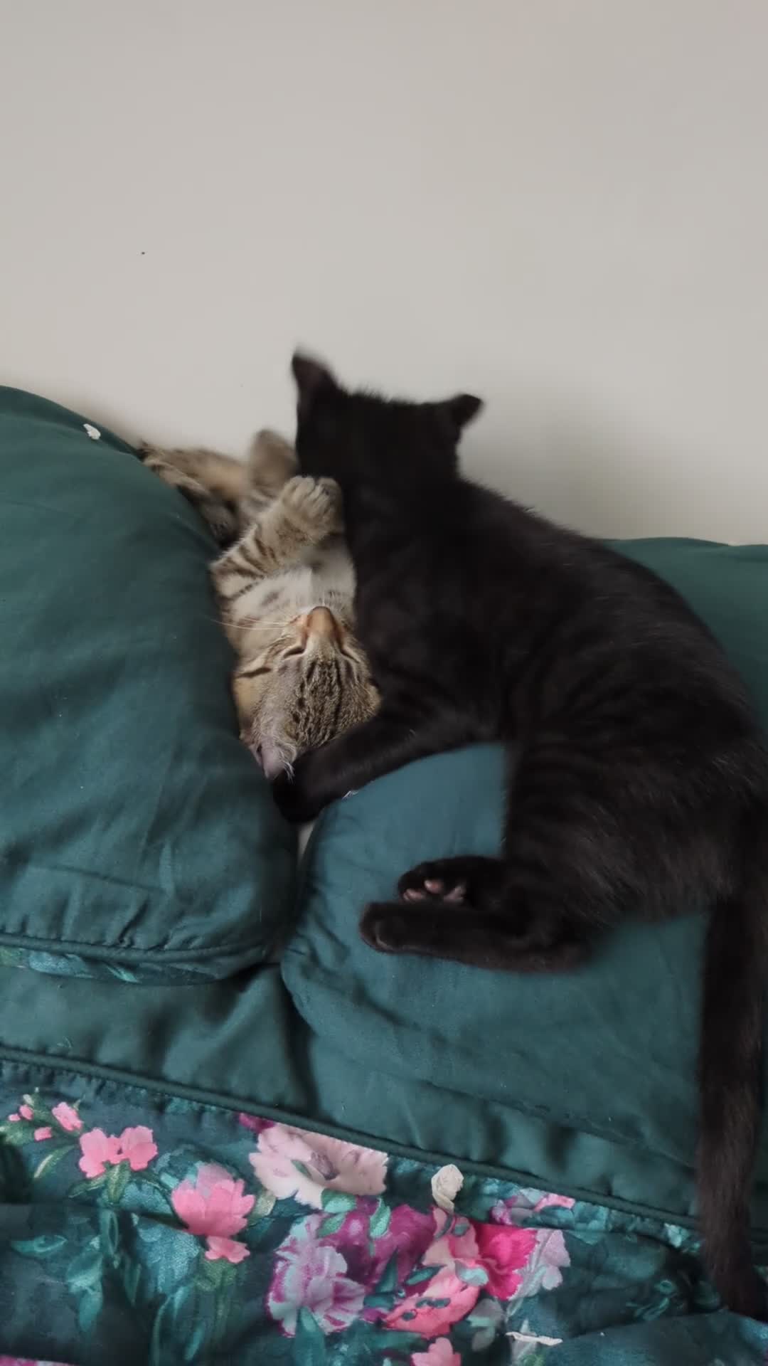 Bengal cats for sale: Super child friendly Bengal kittens boy and girl - Video 1