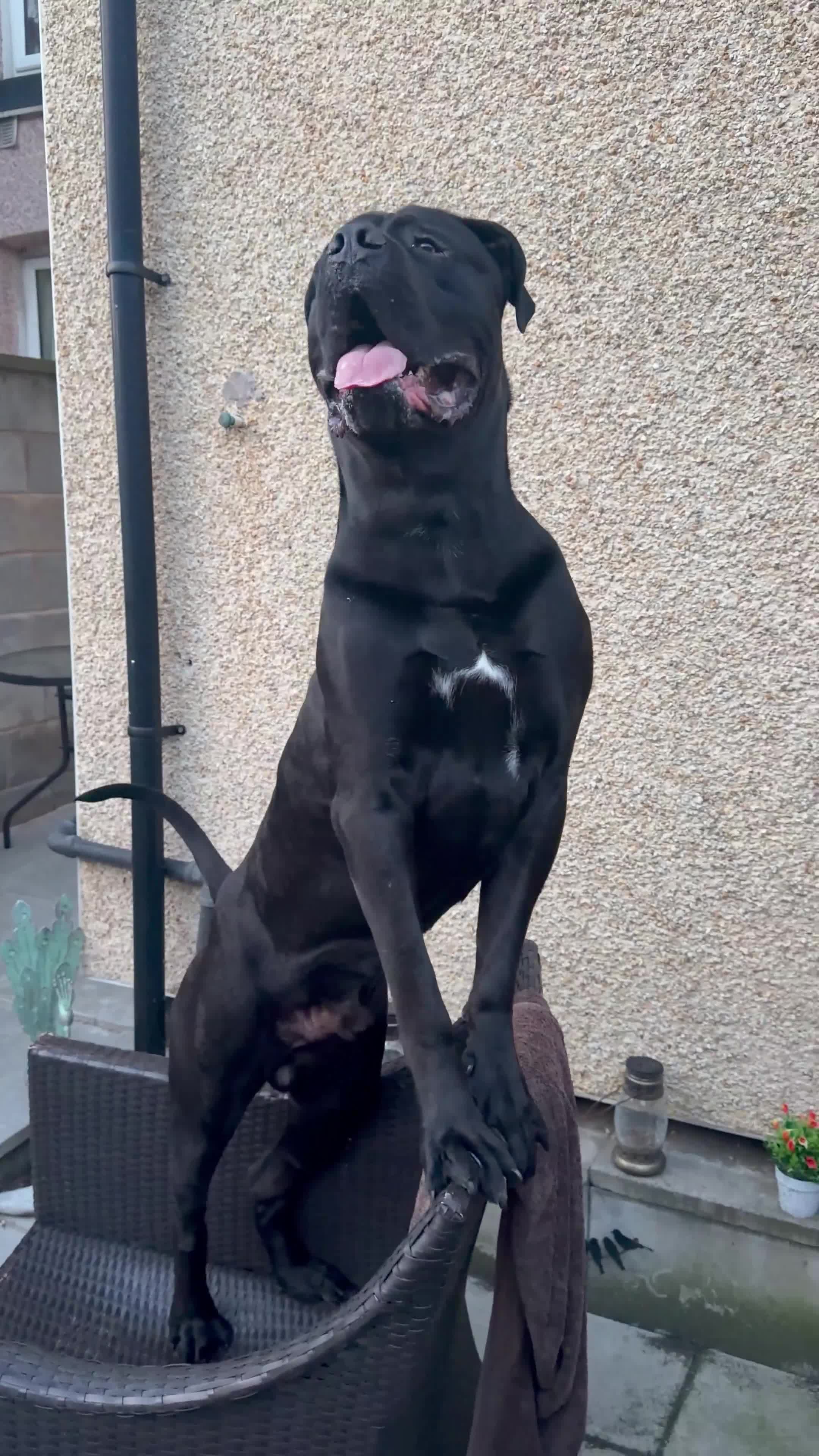 Cane Corso dogs for stud: Purebred Cane Corso stud| ICCF |Champion bloodline - Video 2