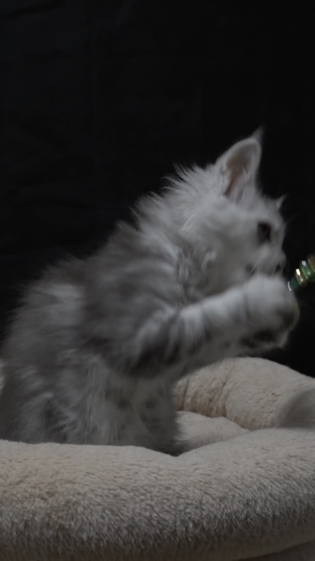 Maine Coon cats for sale: Black Silver classic tabby Mainecoon kittens - Video 2