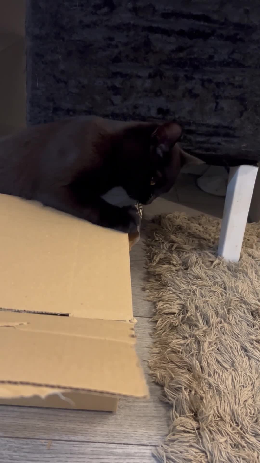 British Shorthair cats for sale: FREE British shorthair cat called mabel - Video 1