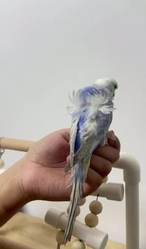 Budgerigars birds for sale: Rainbow helicopters, hand tame baby budgies  - Video 5