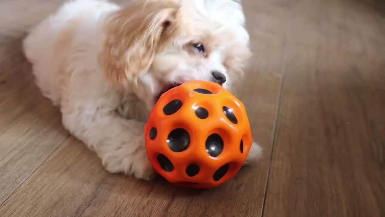 Cavapoochon dogs for sale: Extensively Health tested Ready to leave now 💕 - Video 1