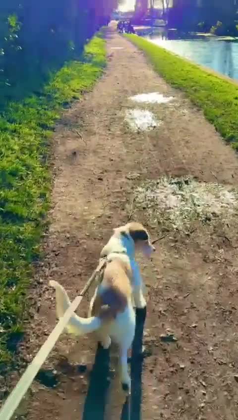 Mixed Breed dogs for adoption: Pumpkin for adoption in Greenford - Video 2