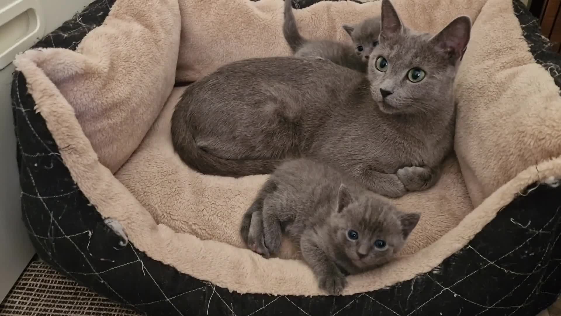 Russian Blue cats for sale: Pure Russian Blue kitten GIRL - Video 2