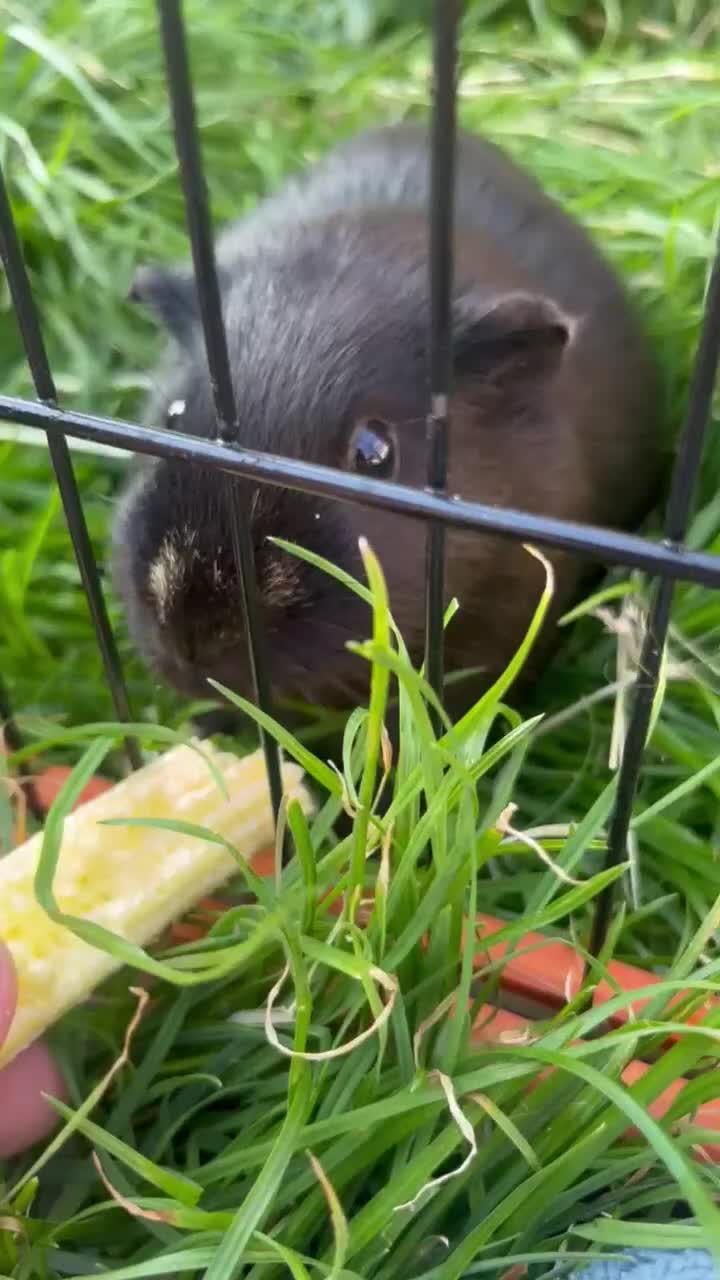Guinea Pig rodents for sale: Male Guinea pig - Video 2