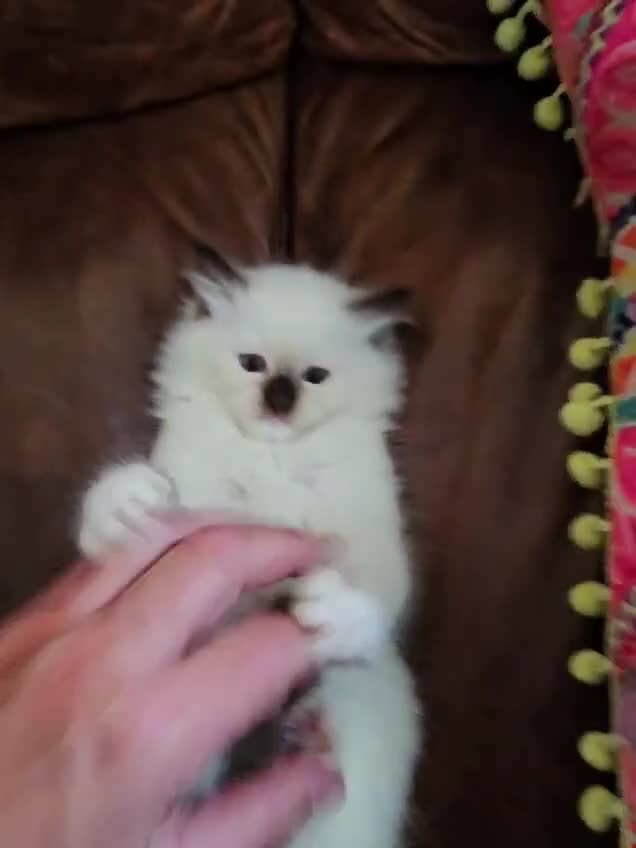Ragdoll cats for sale: TICA registered Ragdoll Kittens - seal mitted - Video 1