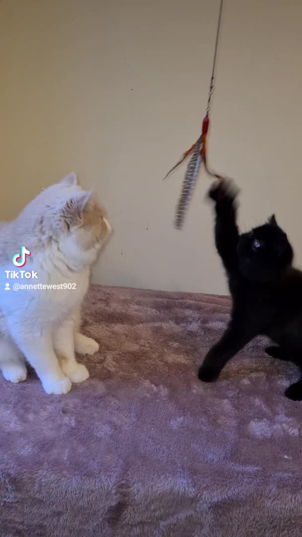 Exotic cats for stud: CREAM TABBY AND WHITE EXOTIC STUD in Barnsley - Video 1