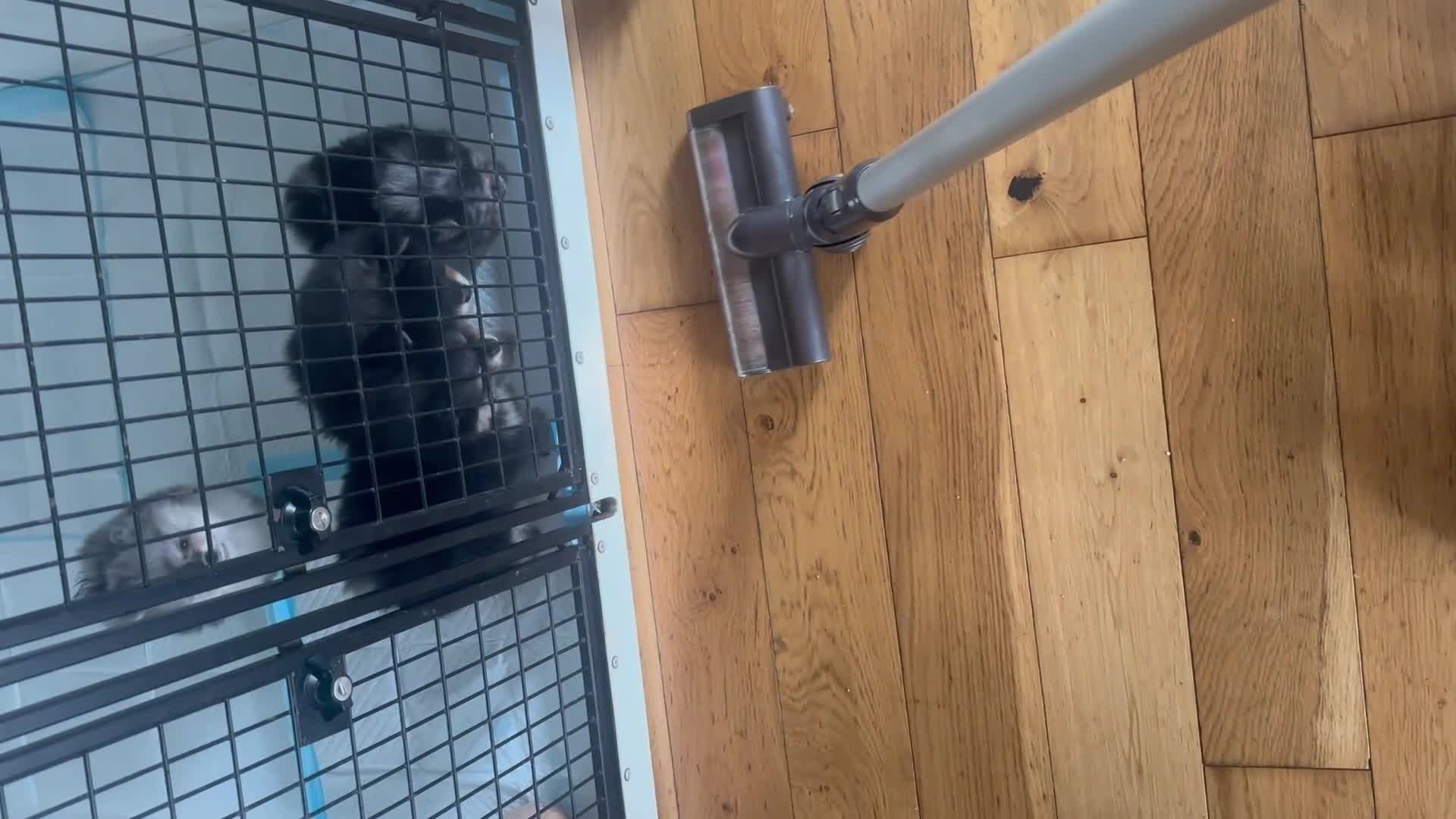 Pomeranian dogs for sale: 3 unique characters, 1 extra tiny baby girl  - Video 1