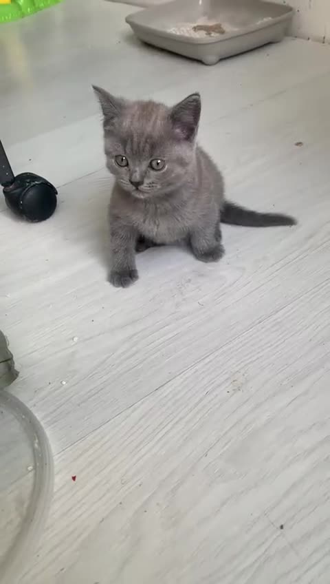 British Shorthair cats for sale: ONLY ONE FEMALE BRITISH SHORTHAIR LEFT - Video 1