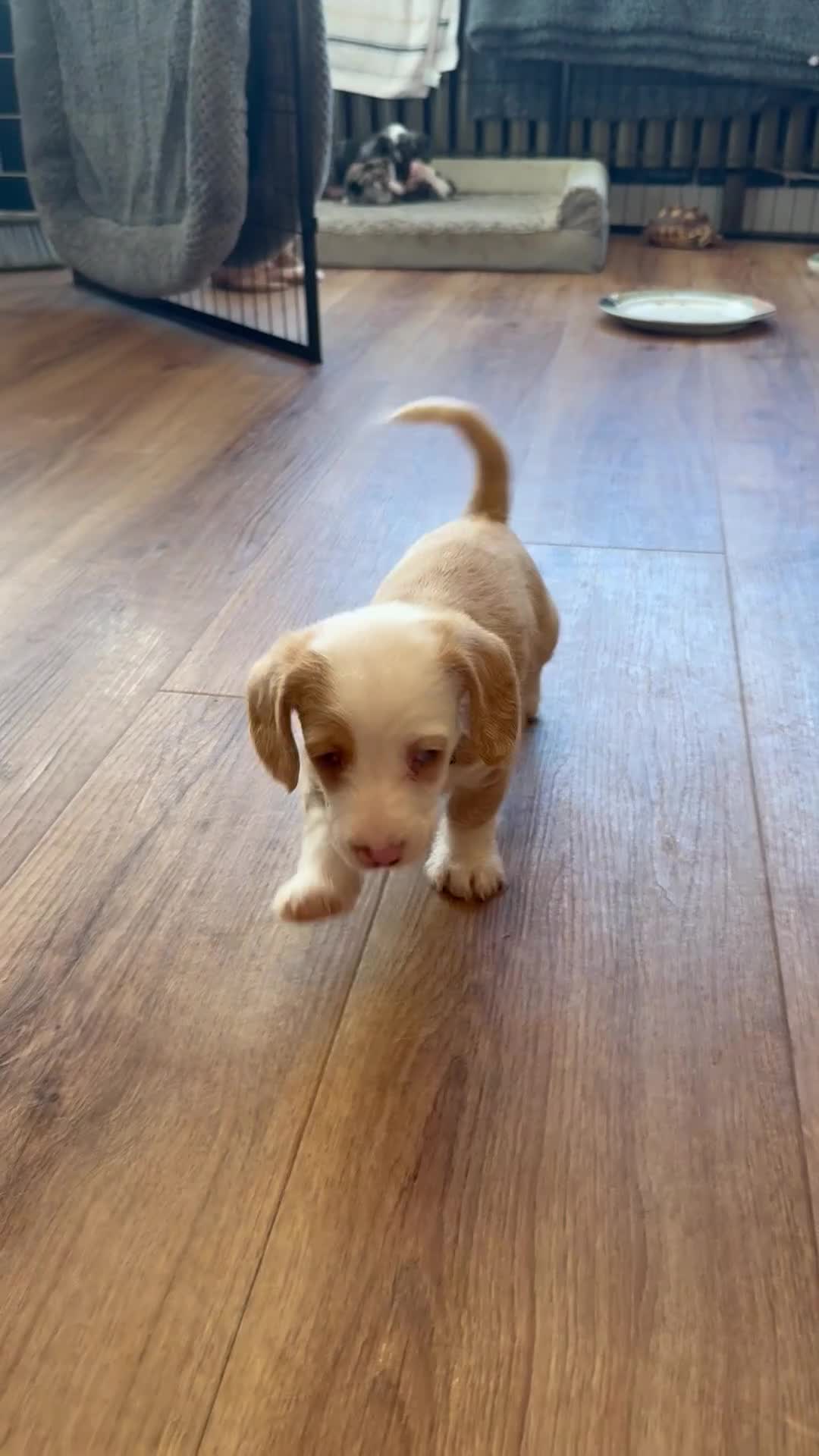 Mixed Breed dogs for sale: Adorable doxiepoo puppies 🥰 - Video 4