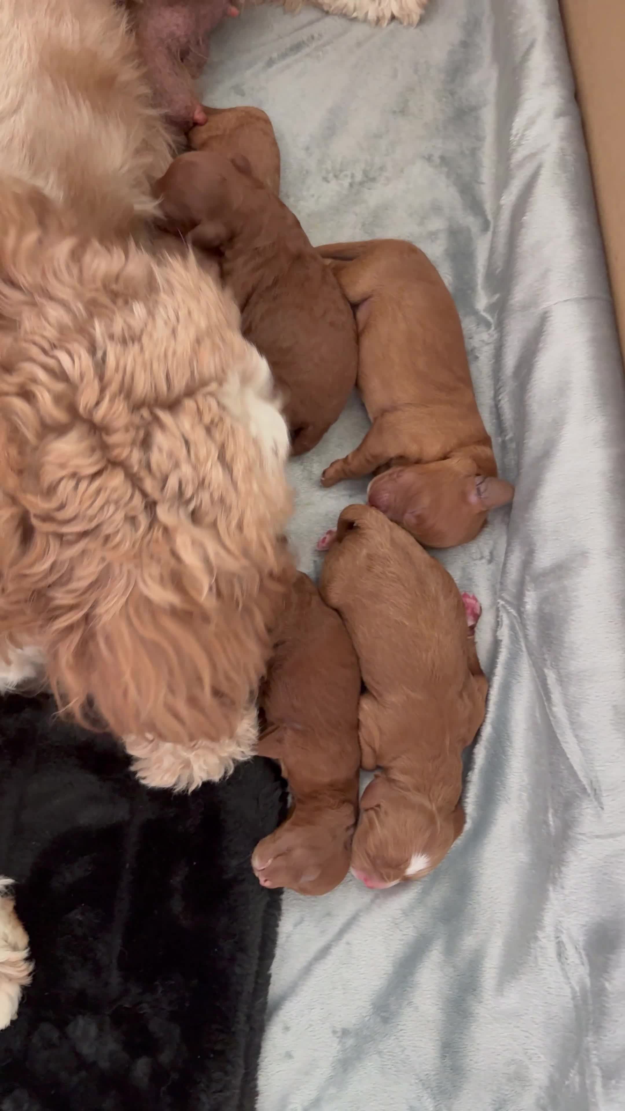 Cavapoo dogs for sale: Cavapoo F1b fully health tested  - Video 1