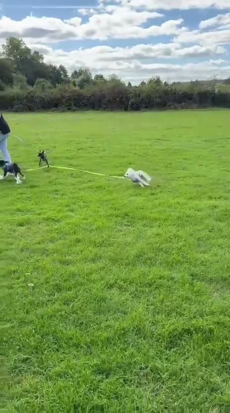 Chinese Crested dogs for sale: female chinese crested powder puff - Video 1