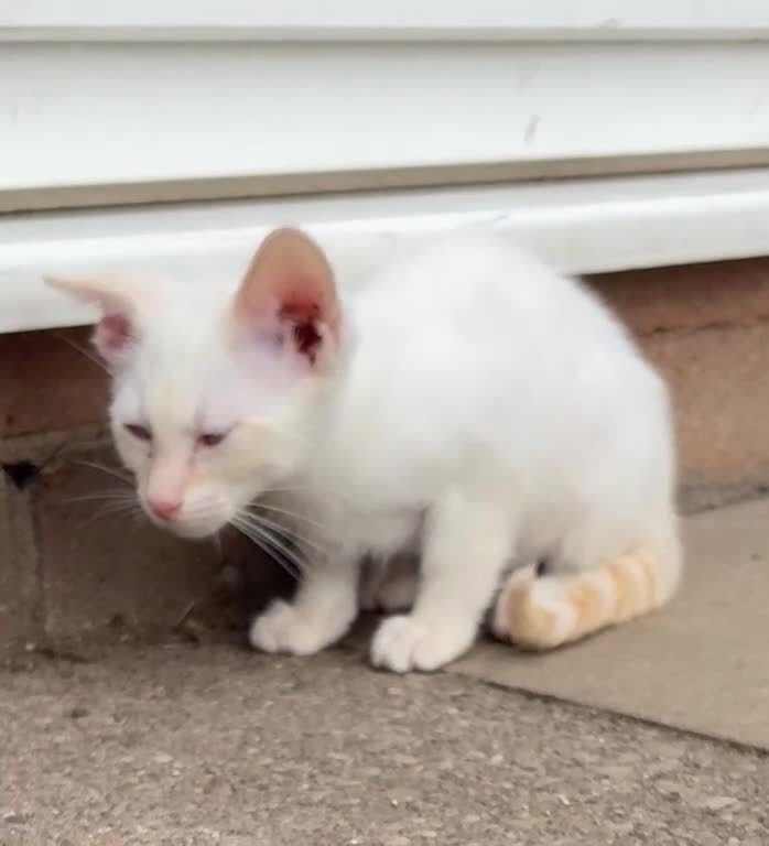 Bengal cats for sale: Savannah x snow bengal kittens 2M 1F Ready to go. - Video 2
