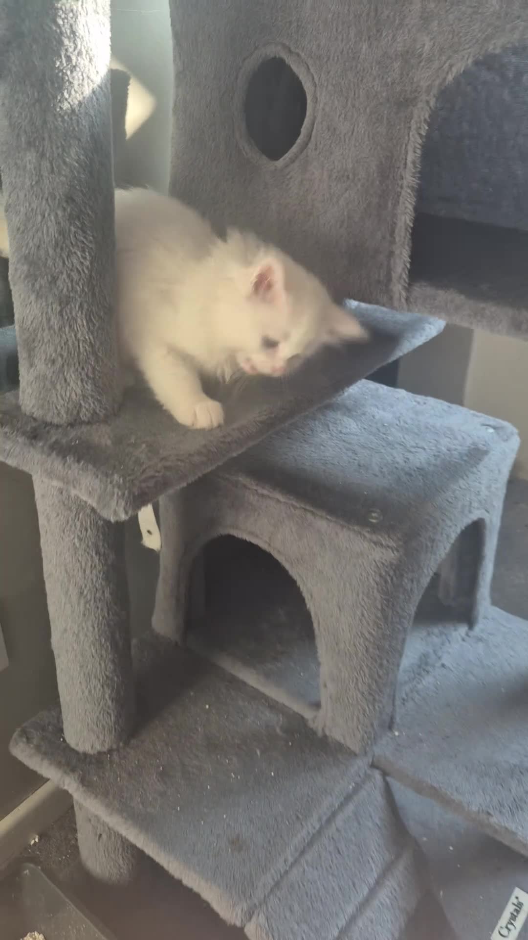 Maine Coon cats for sale: Stunning Maine Coon Kittens - Video 1