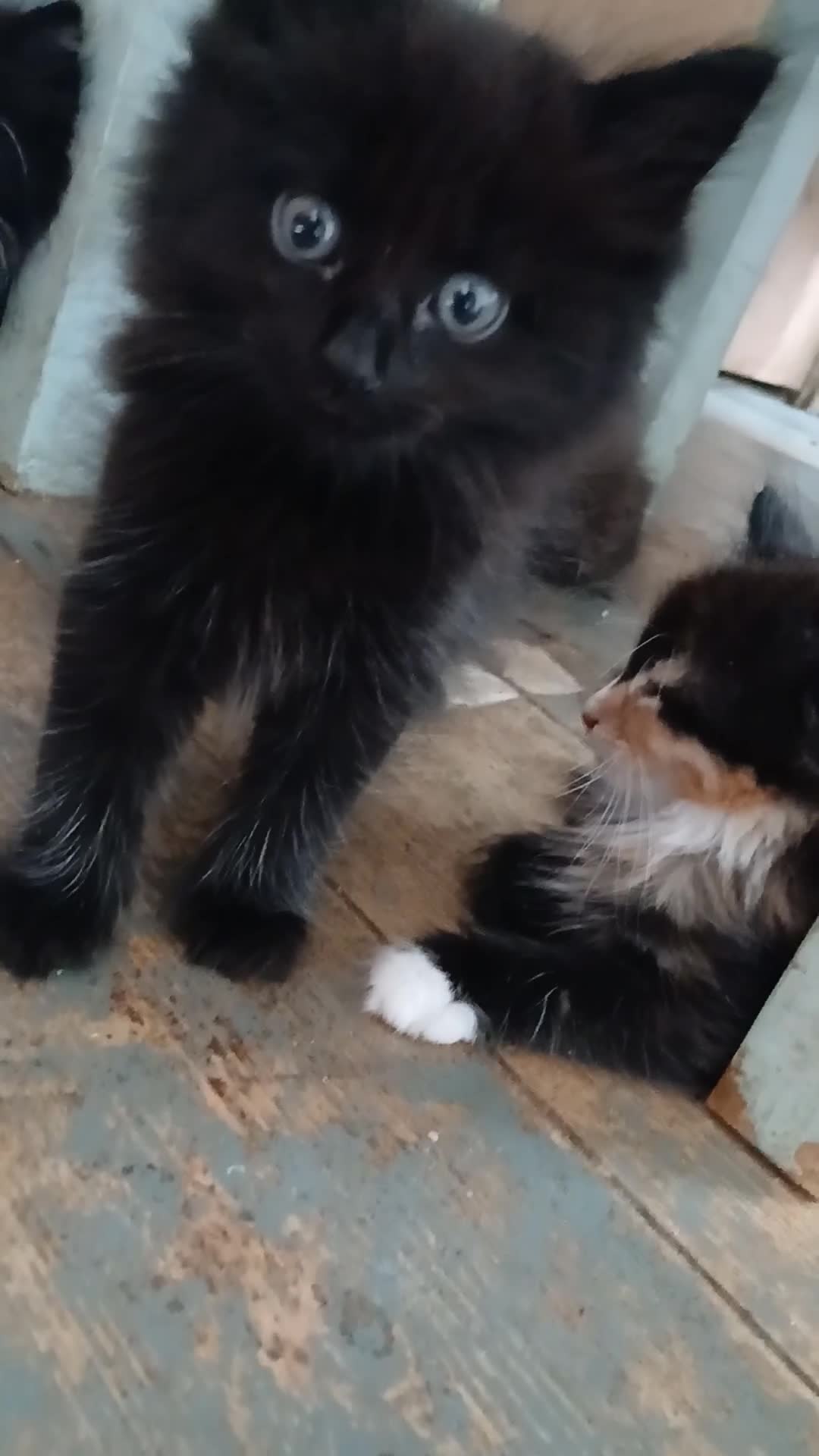 Mixed Breed cats for sale: Long haired kittens  in Swanscombe - Video 2