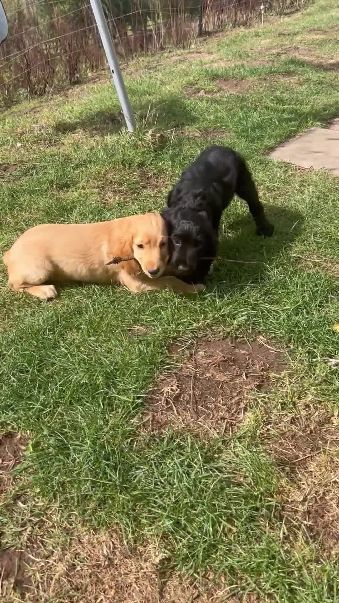 Cocker Spaniel dogs for sale: Male working cocker spaniel puppy kc reg - Video 1