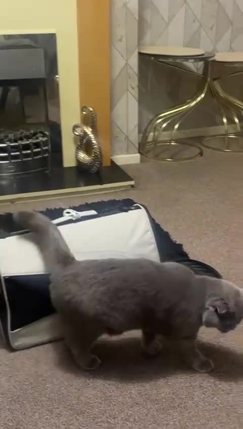 Scottish Fold cats for sale: Scottish fold kitten - GUCCI  - Video 1