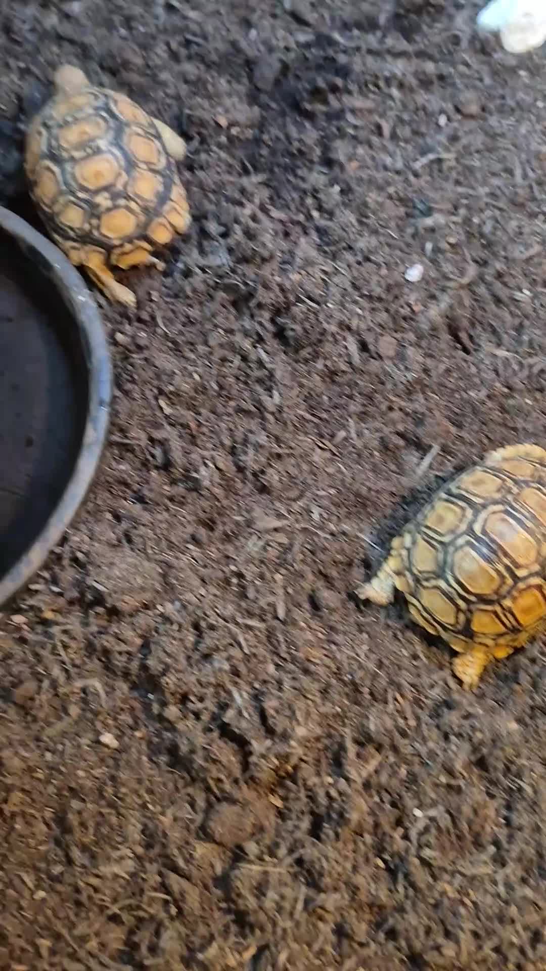 Tortoise reptiles for sale: Lepord tortoise  - Video 1