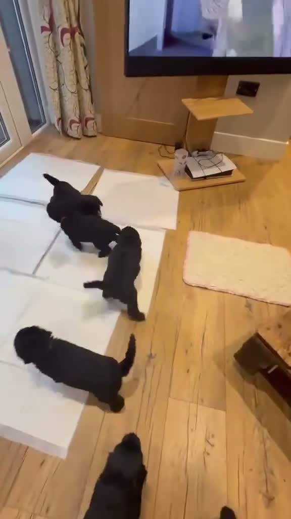 Mixed Breed dogs for sale: Poodle cross puppies. - Video 1