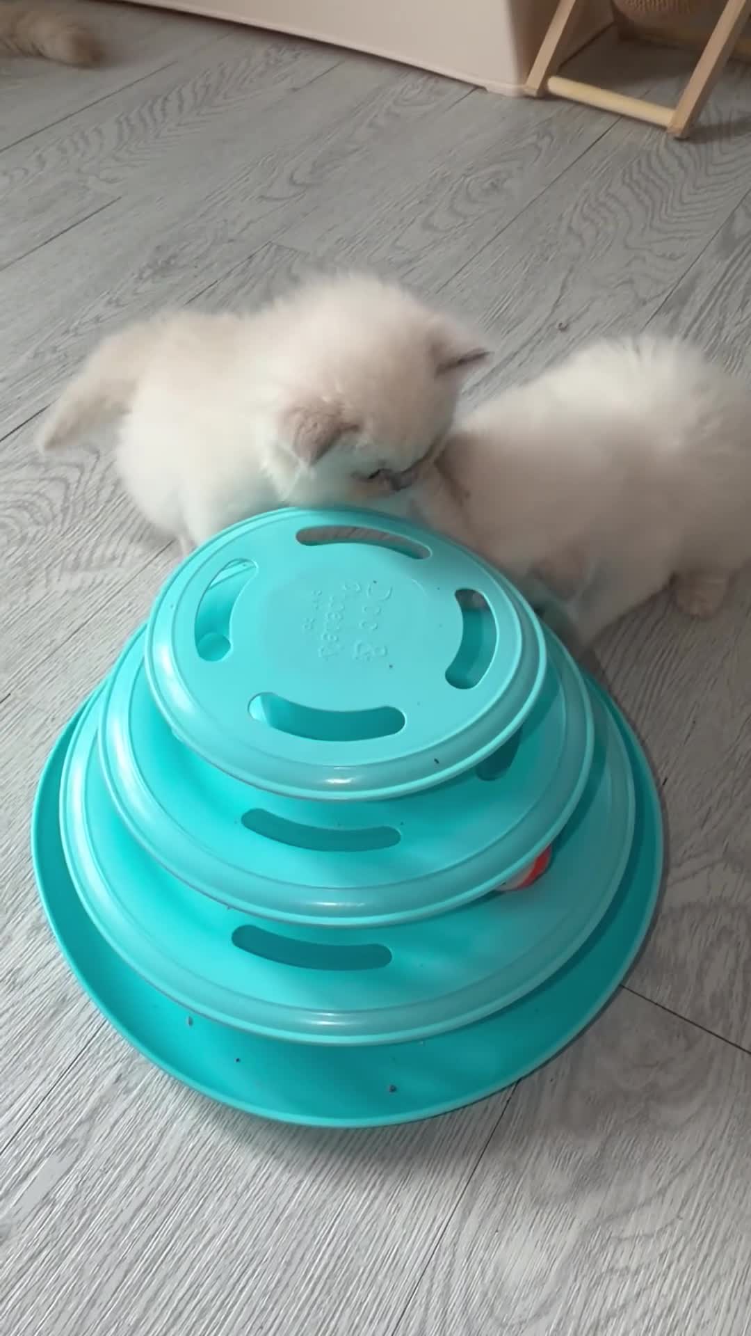 Ragdoll cats for sale: Full TICA Reg Ragdolls - Video 1