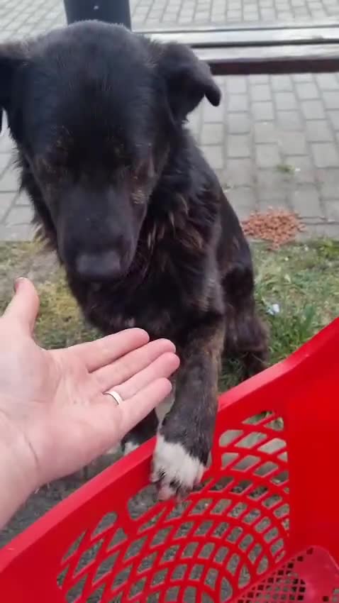 Mixed Breed dogs for adoption: Please don’t pass Diesel ❤️  - Video 3